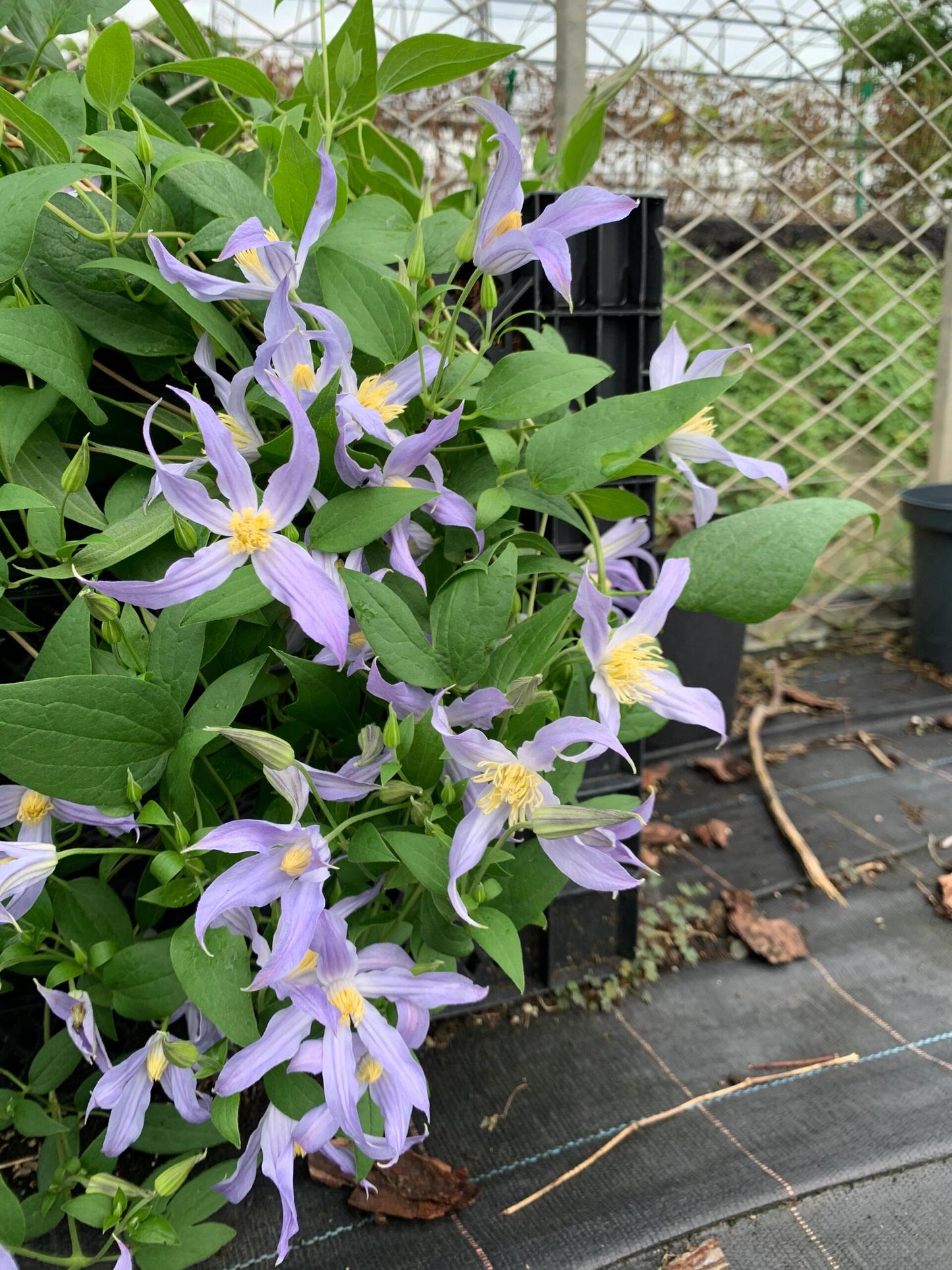 Clematis ‘’Milky Way|银河系‘’