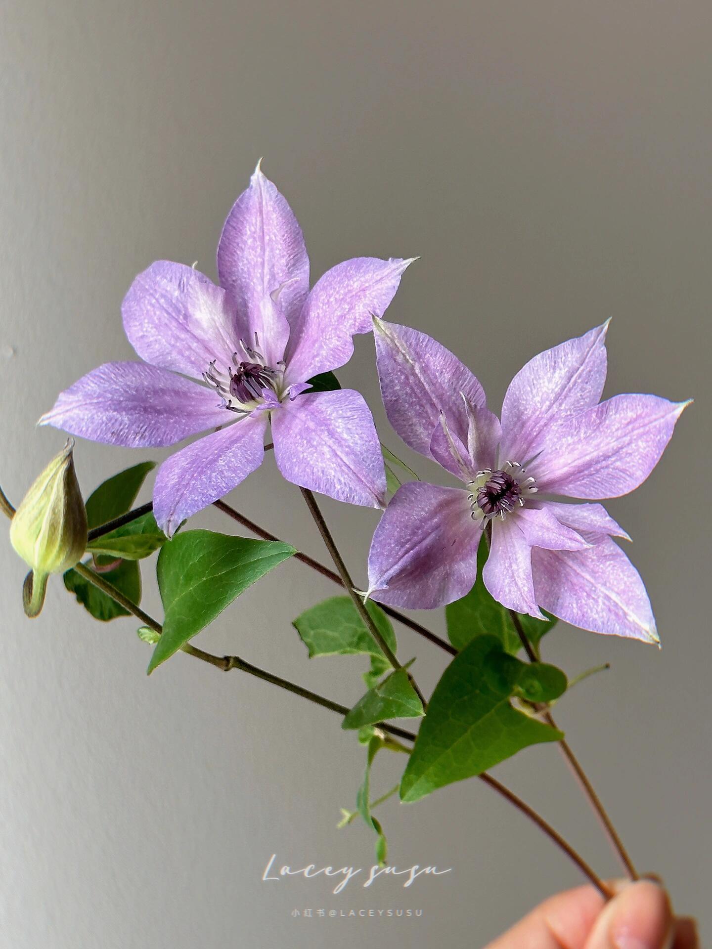 Clematis ‘’Reflections|倒影‘’