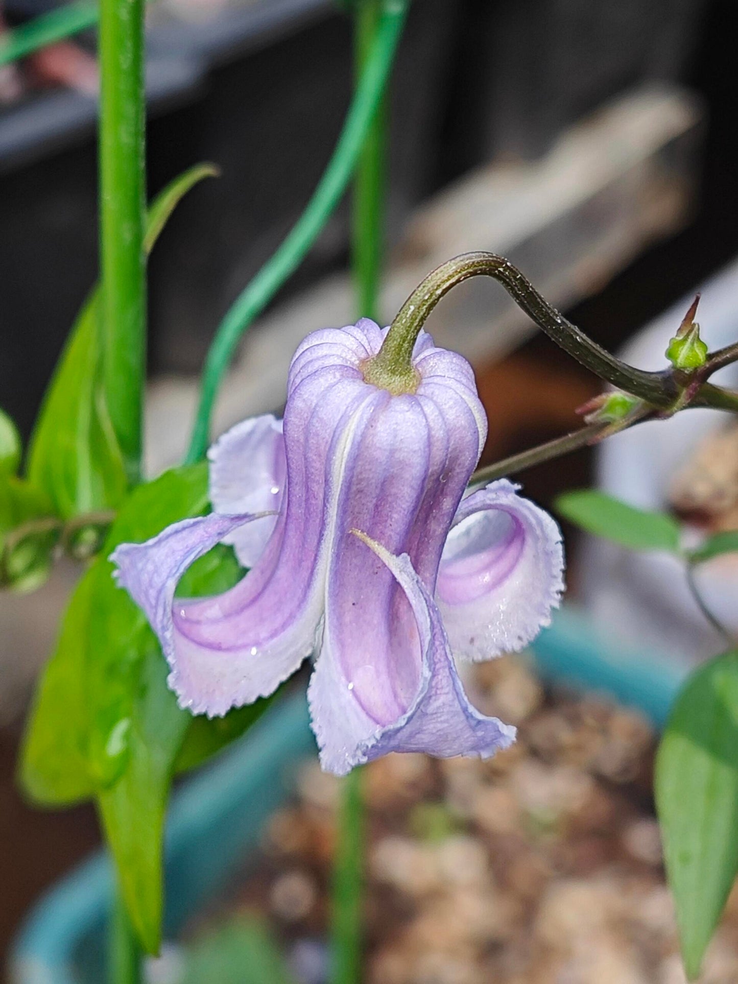 Blue Octopus Clematis ‘’クリスパ・エンジェル| Crispa Angel| 克里斯帕天使| タコクレマチス‘’