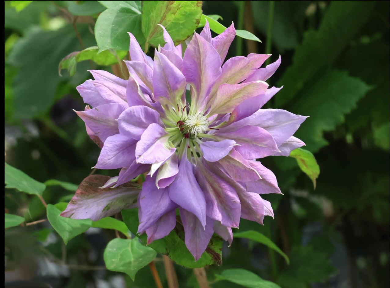 Clematis ‘’Matsuri Daiko|祭り太鼓 | 花太鼓‘’