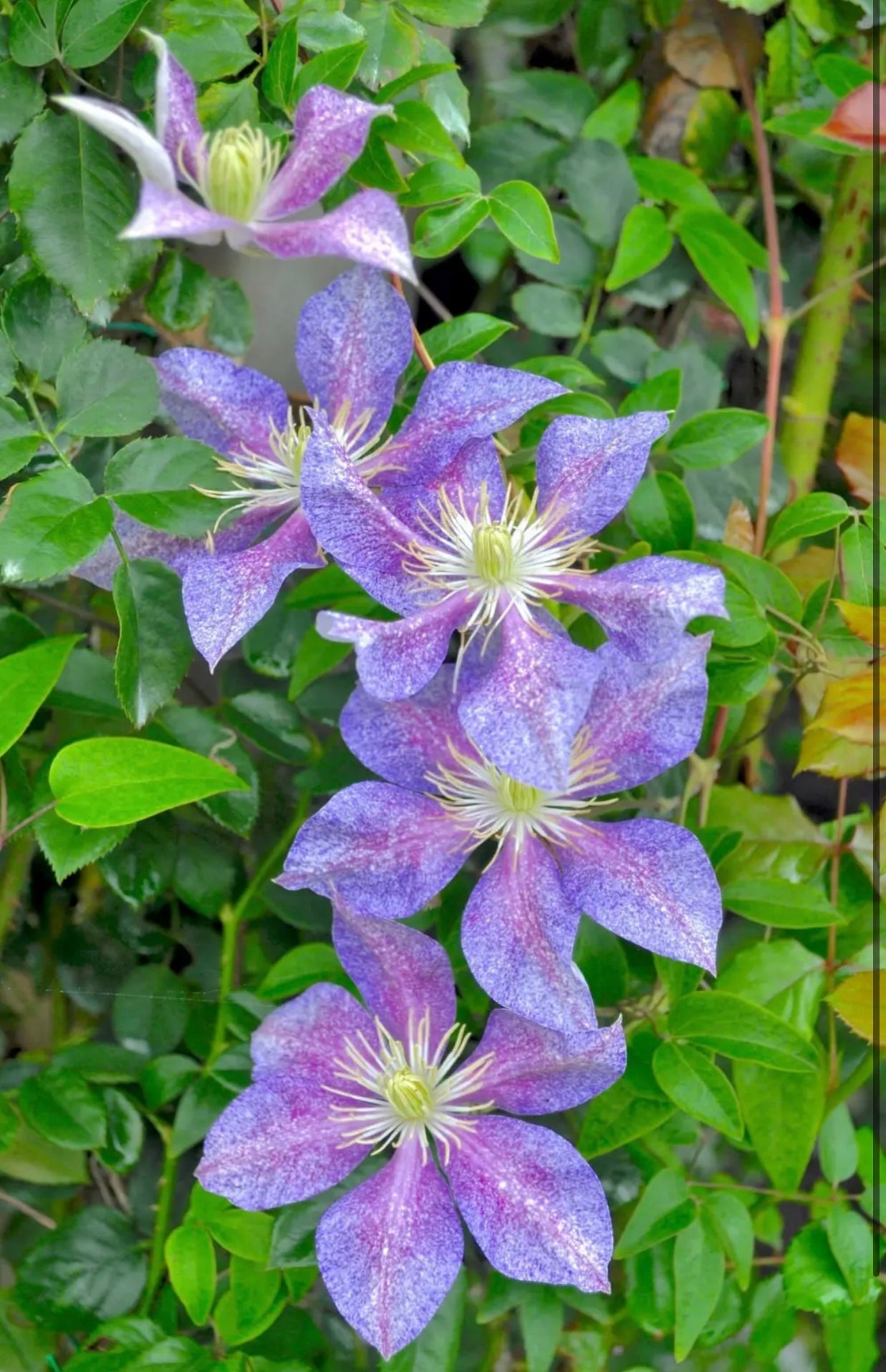 Clematis ''Chameleon |变色龙''