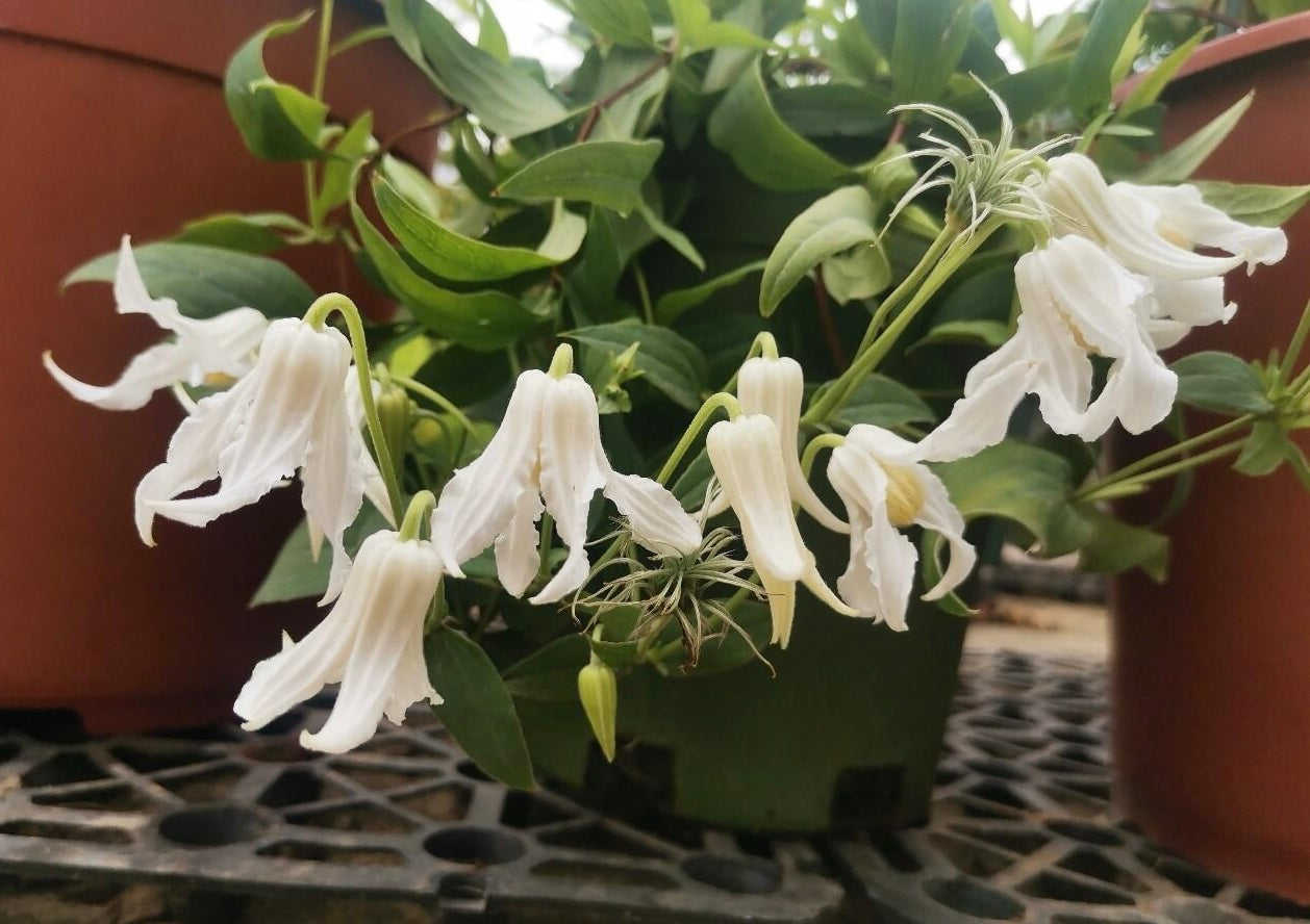 Jasmine Clematis ''Hakuree | ハクレイ| 白麗| 哈库里''