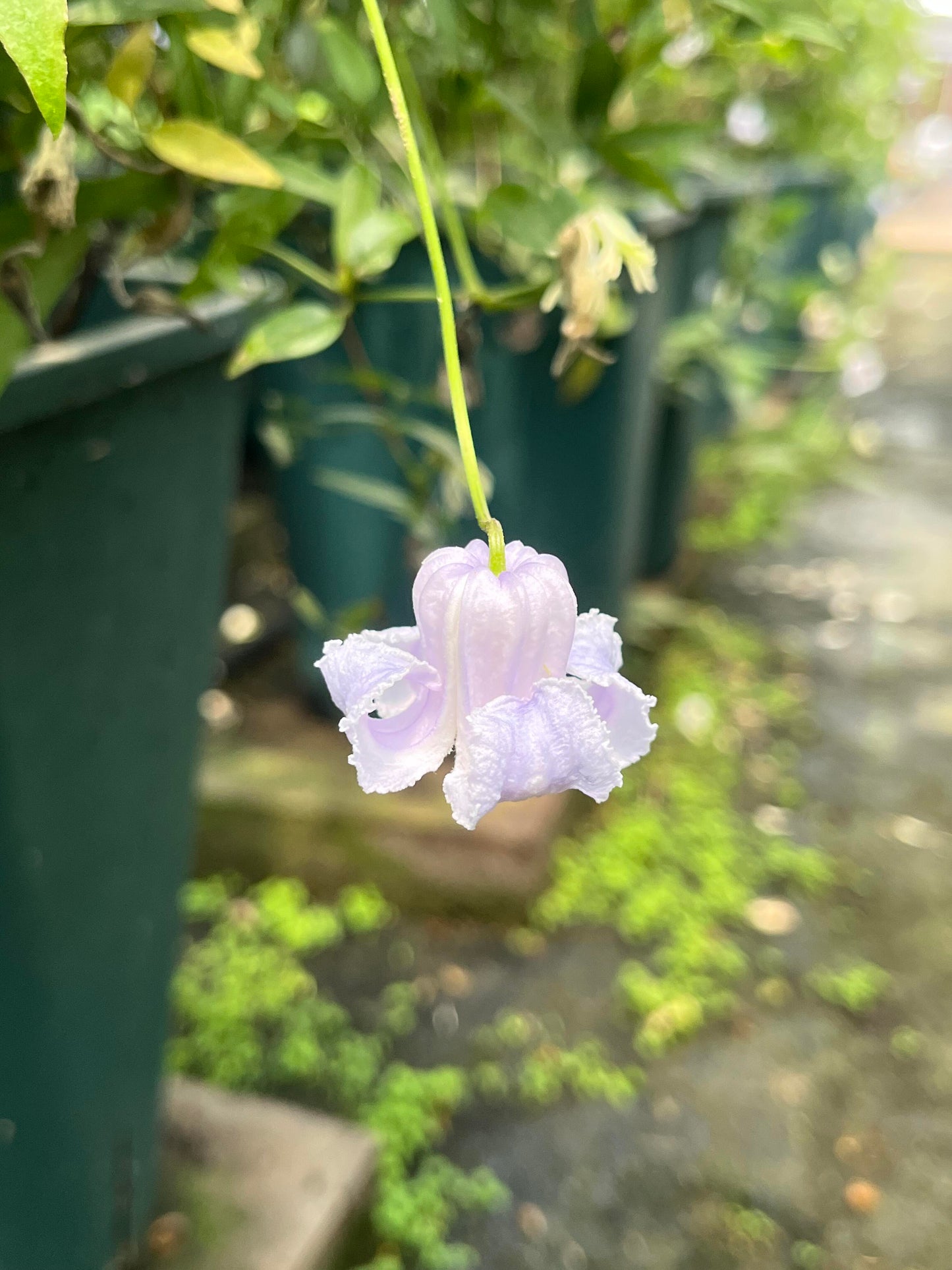 Blue Octopus Clematis ‘’クリスパ・エンジェル| Crispa Angel| 克里斯帕天使| タコクレマチス‘’