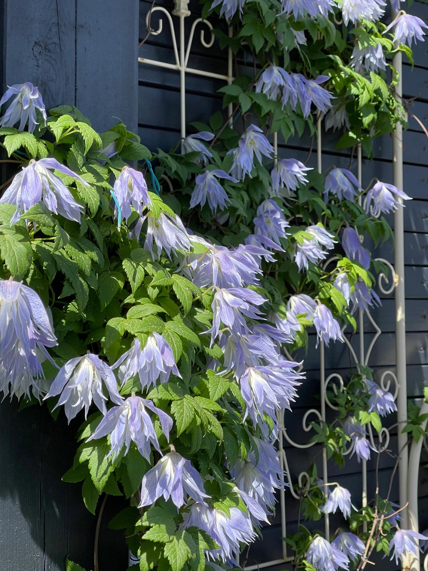 Clematis ‘’Maidwell Hall|梅德维尔‘’