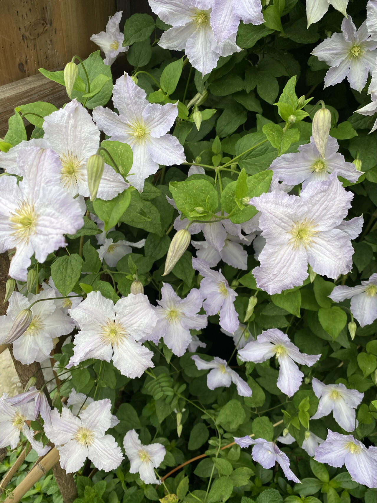 Clematis ‘’Blue Angel| あおてんし |蓝天使‘’