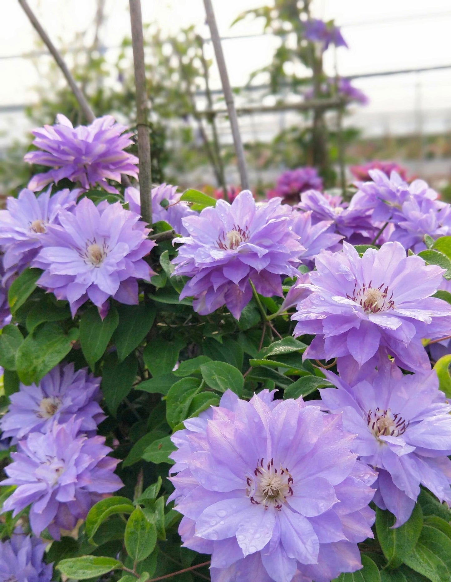 Clematis 'Teshio| てしお | 天盐'