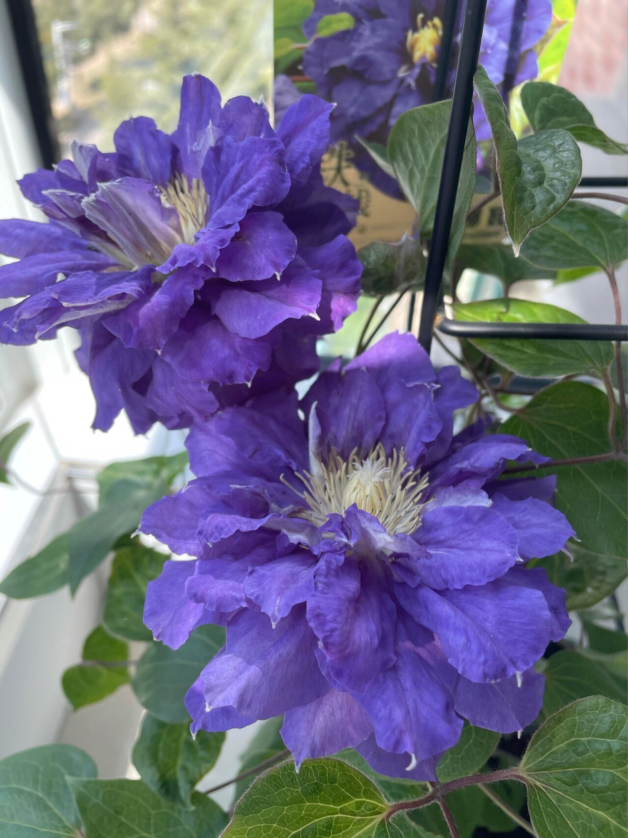 Clematis ‘’Kiri Te Kanawa|- LivePlant|卡瓦娜‘’