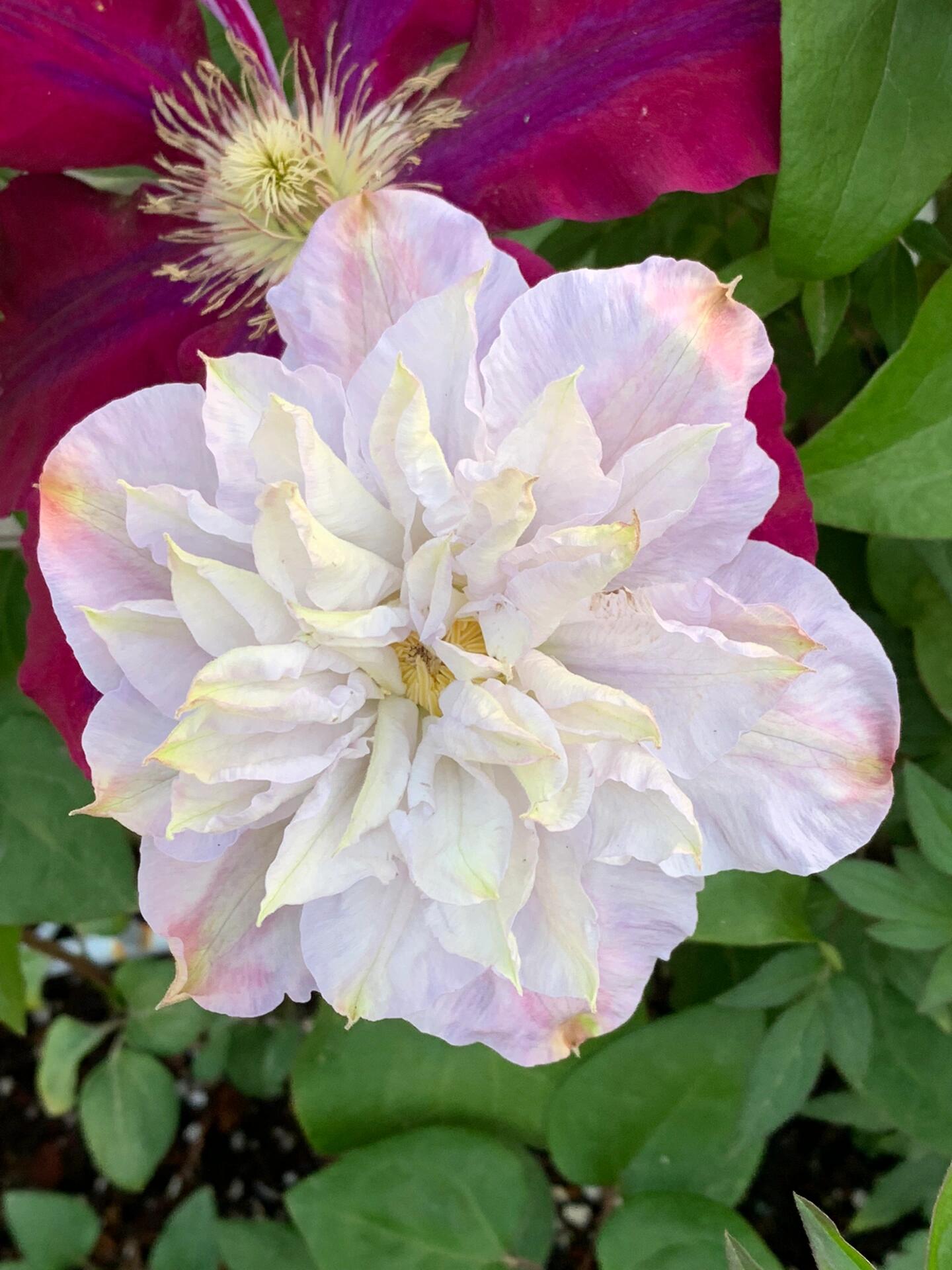 Clematis ‘’Veronica's choice|维罗妮卡的选择‘’