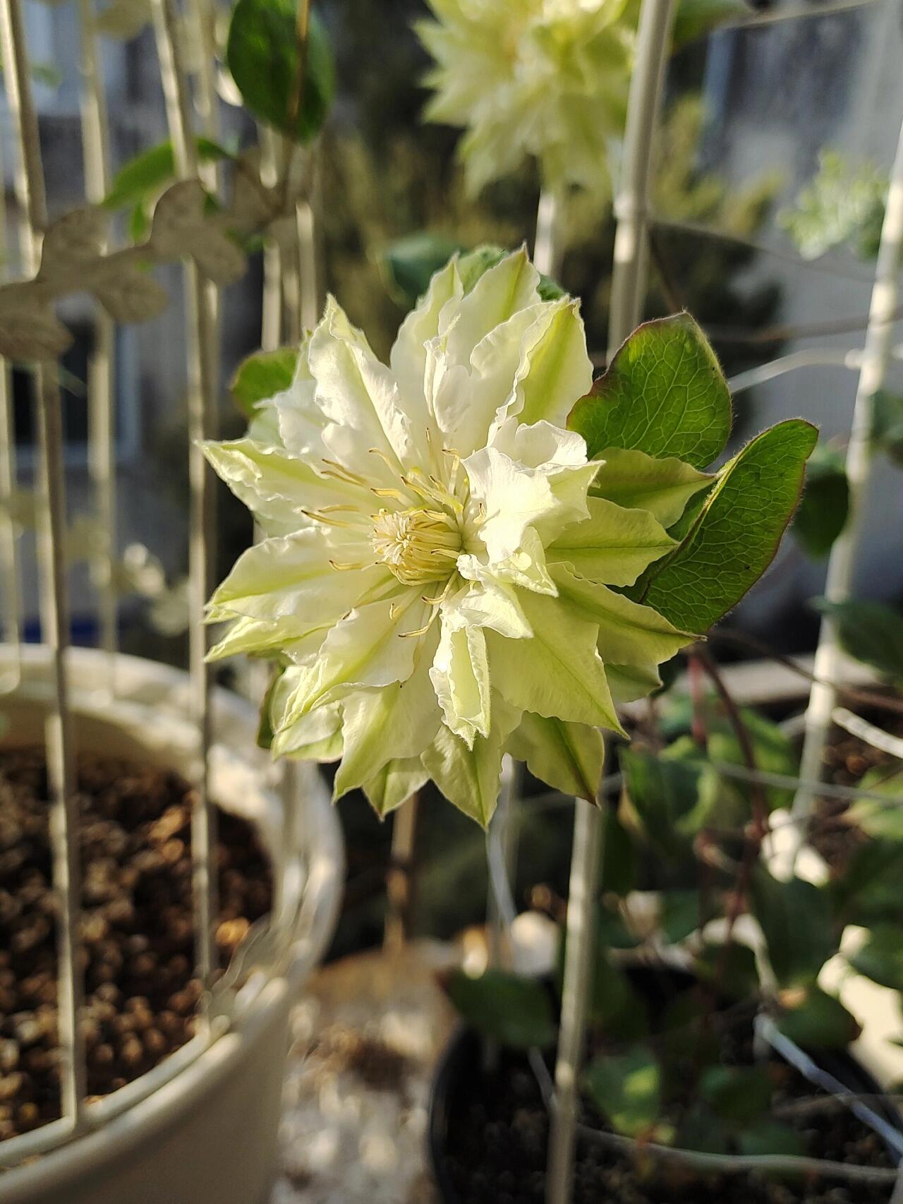 Clematis ‘’Midori |美登利 ‘’