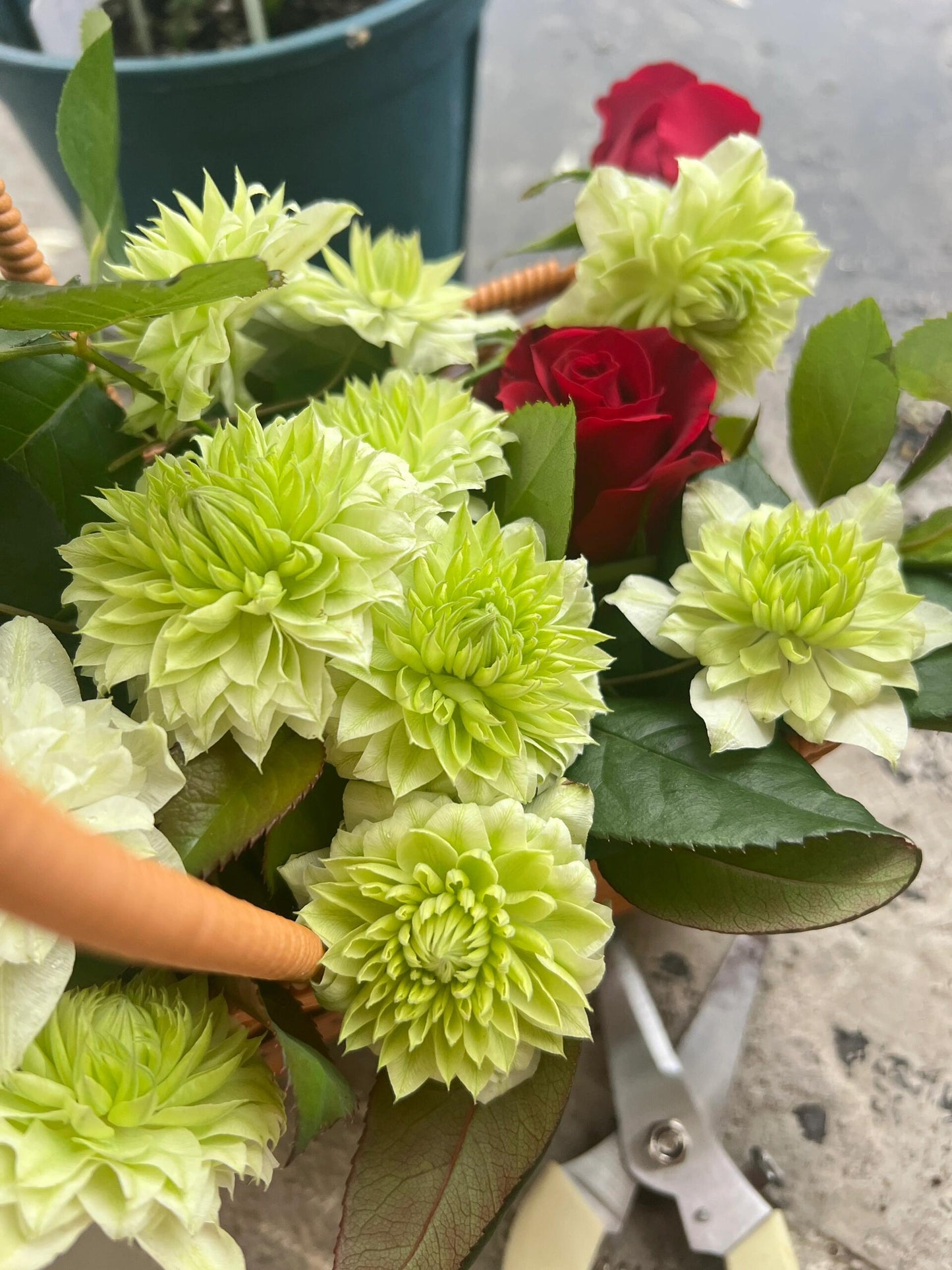 Clematis ‘’Peppermint|ミント| 薄荷‘’
