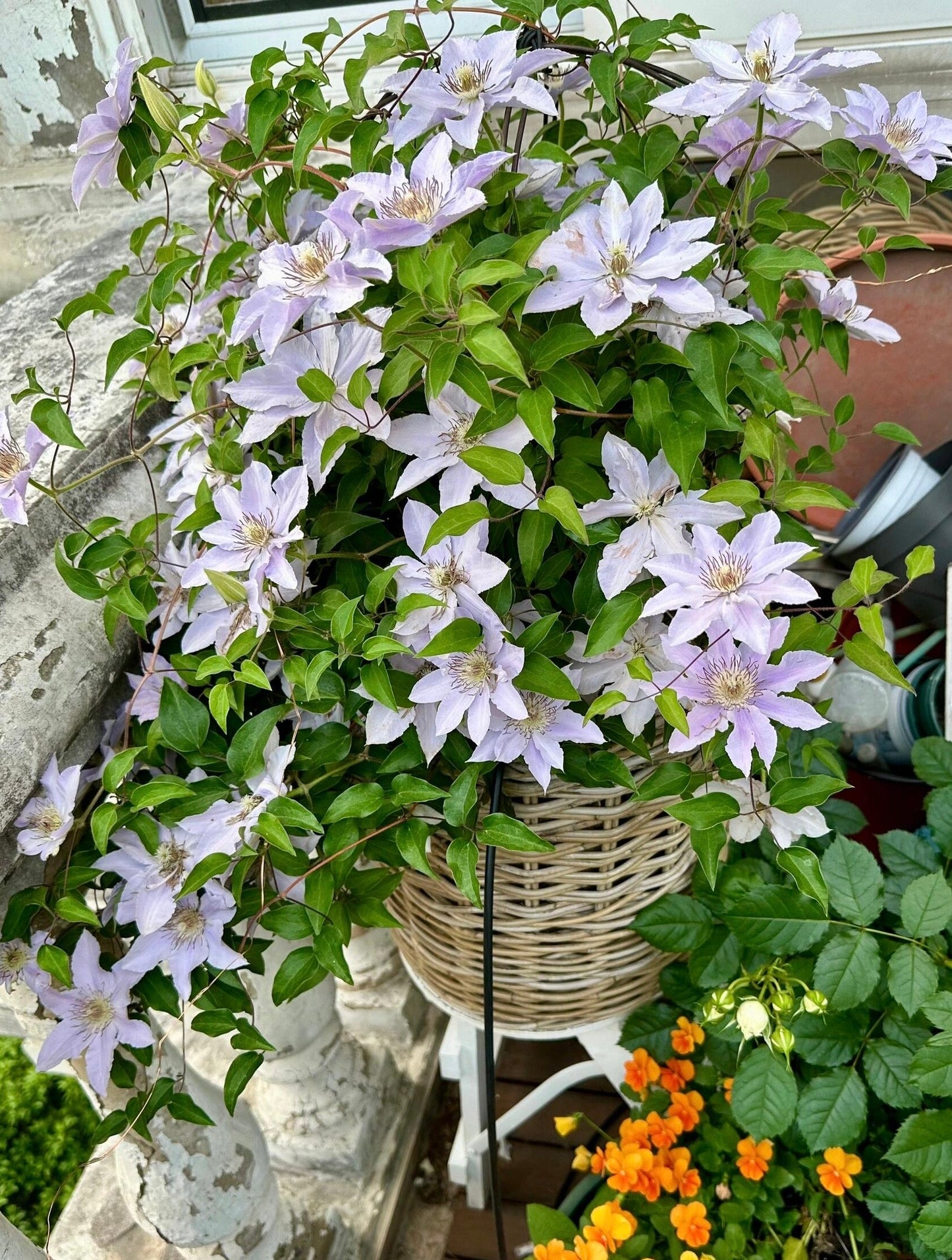 Clematis ‘’Filigree|金银丝/ 故里‘’