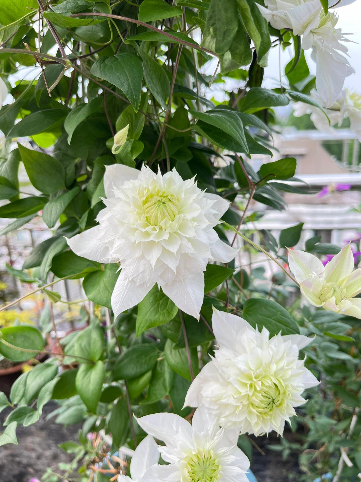 Clematis‘’Pluvia Imprint| 雨的印记‘’|New Variety 2024|US Exclusive