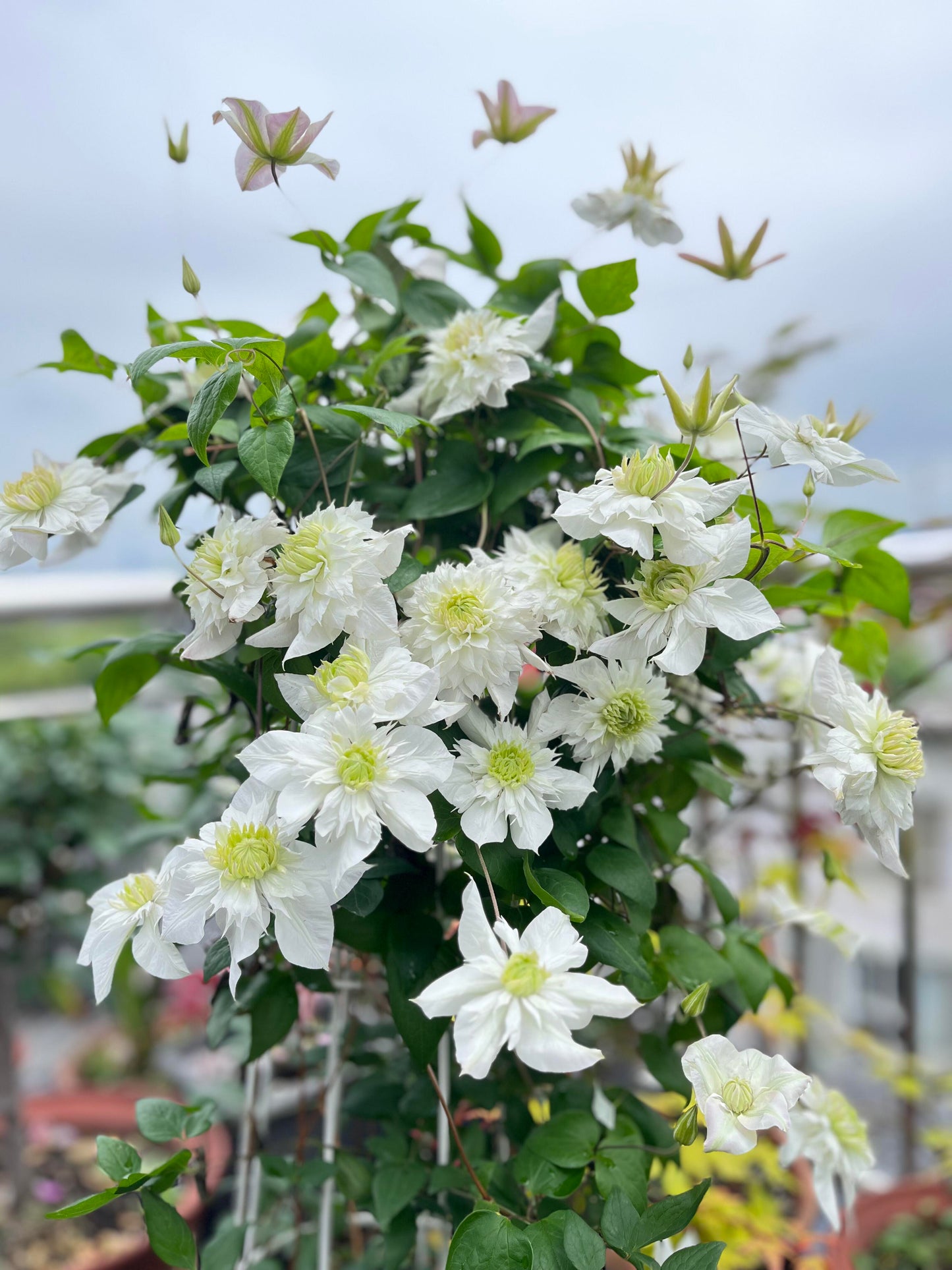 Clematis‘’Pluvia Imprint| 雨的印记‘’|New Variety 2024|US Exclusive