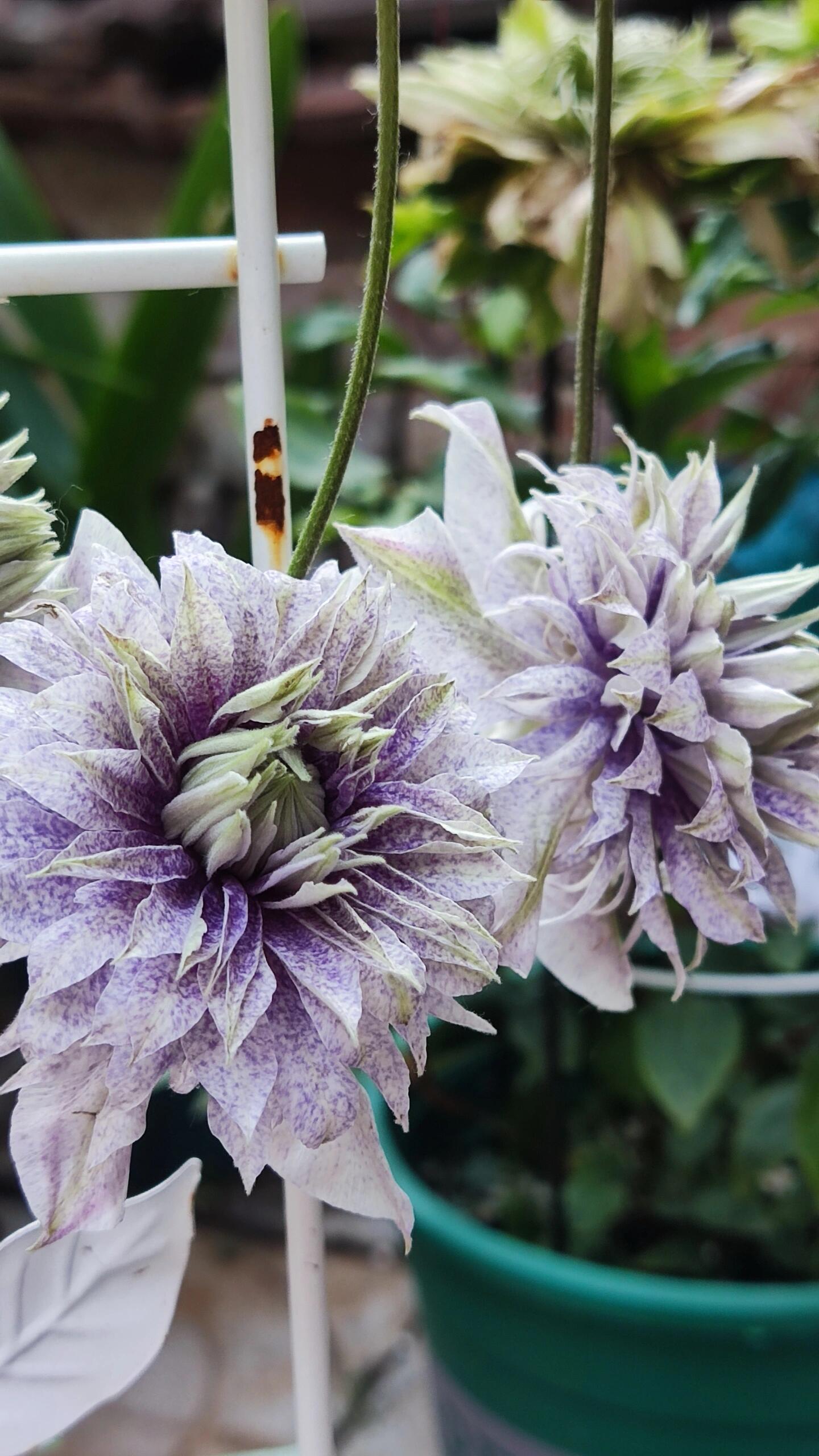 Clematis'' Minamonoyousei | みなもようせい| 水面妖精''