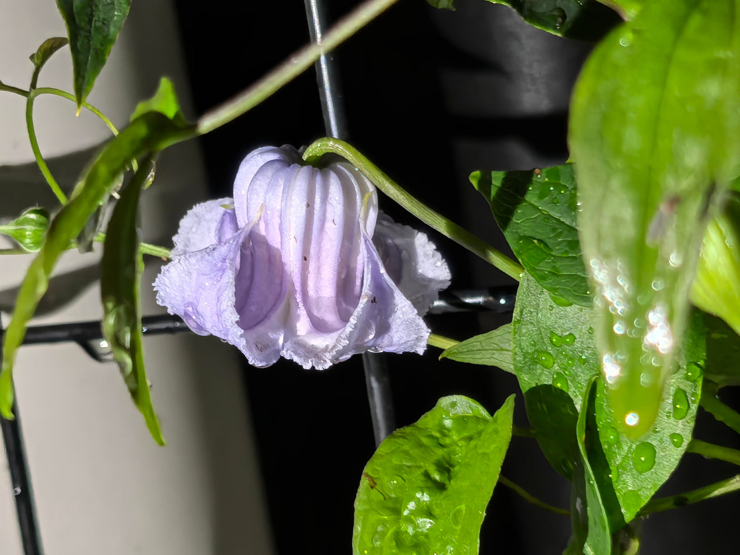 Blue Octopus Clematis ‘’クリスパ・エンジェル| Crispa Angel| 克里斯帕天使| タコクレマチス‘’