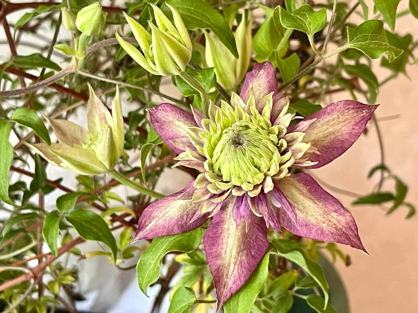 Clematis ''Shishimaru | ししまる| 紫子丸''