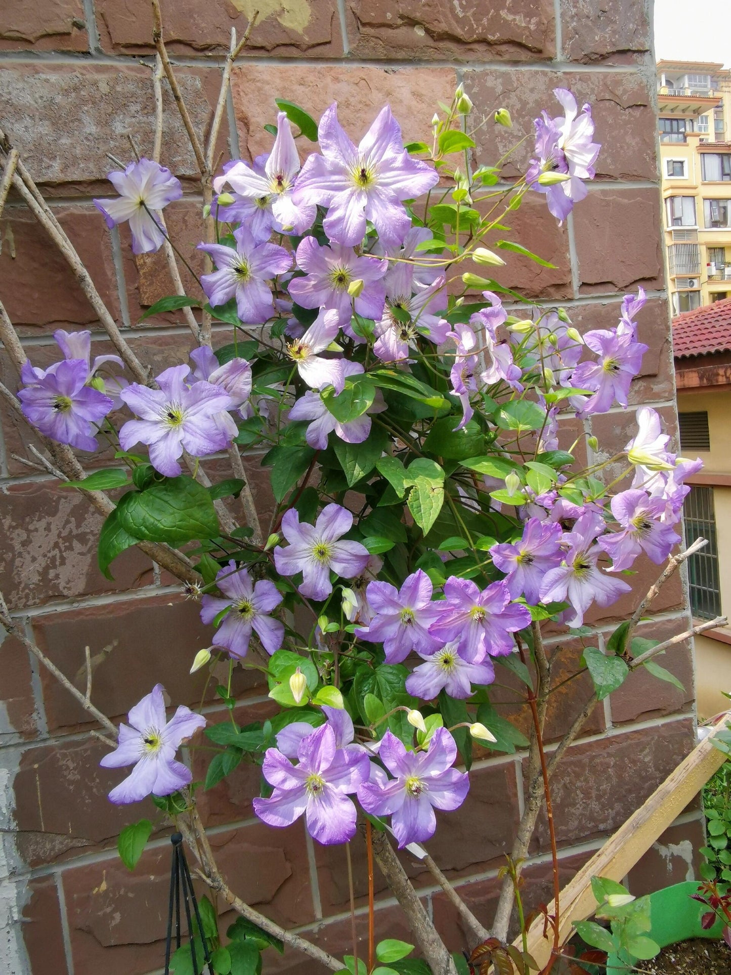Clematis ‘’Sea Breeze|海风‘’