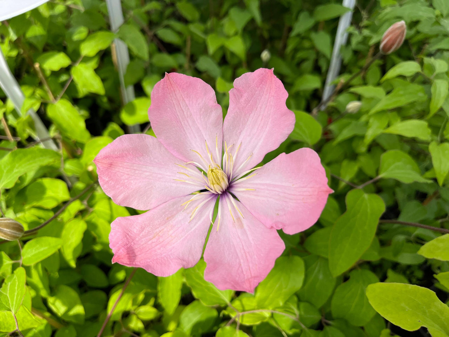 Clematis ‘’Ai-nor|爱诺露‘’
