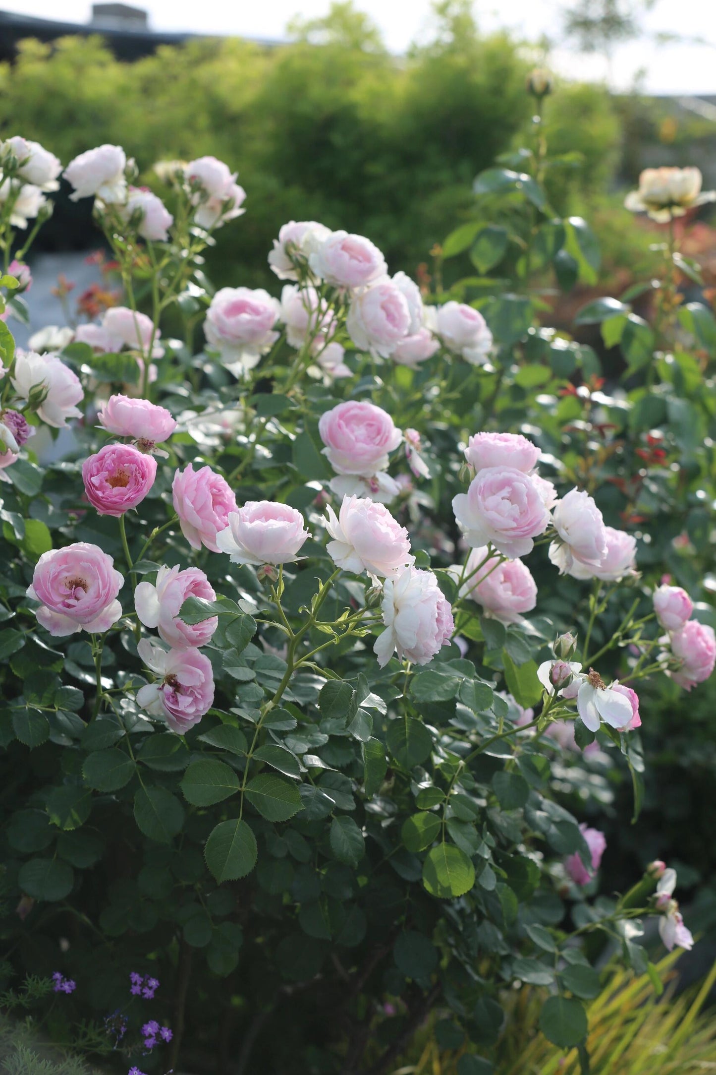 Rose【Vesalius】-1.5 Gal OwnRoot LivePlant|Prolific Bloomer|Abundant Blooms|Strong Fragrance|萨维里|Bun-shaped Petals|Tall Growth|Upright Habit