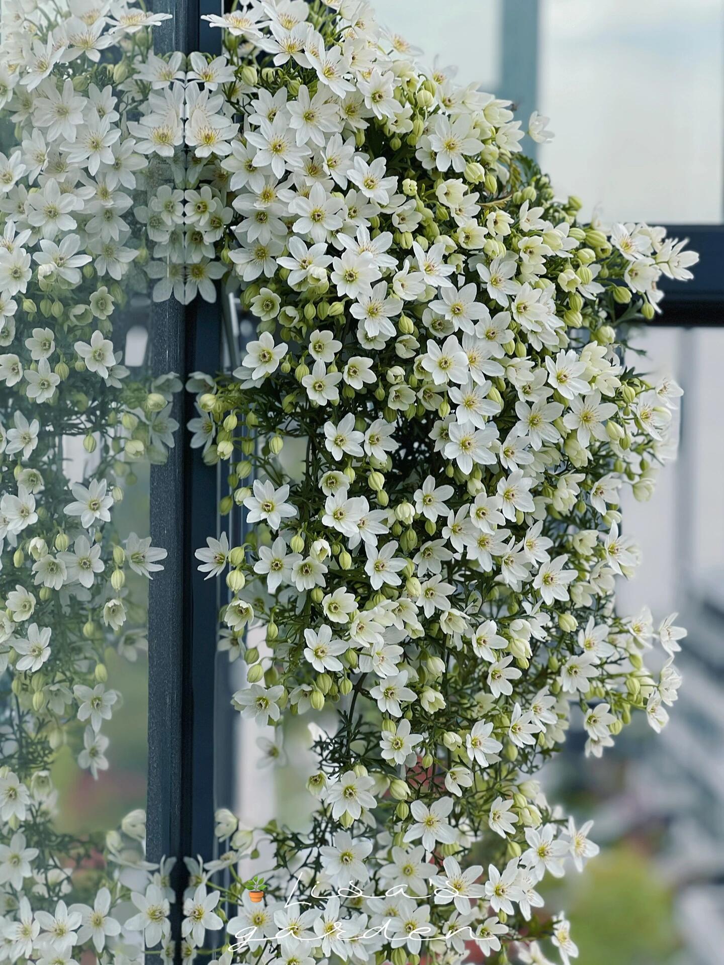 Clematis ‘’Joe|银币‘’
