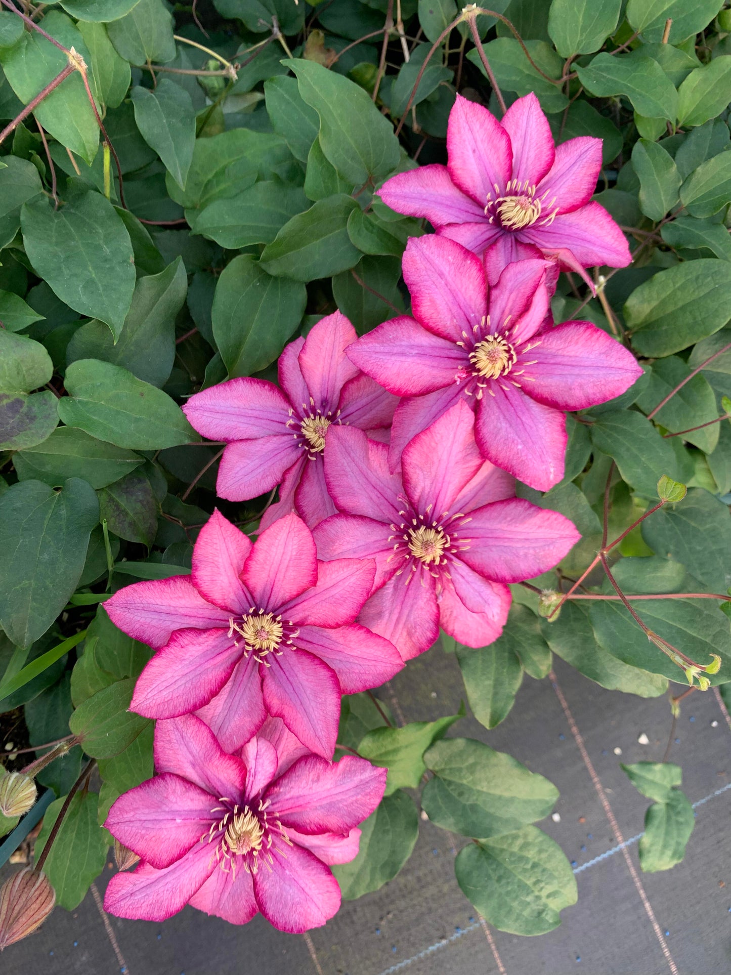 Clematis ‘’Paradiso| 天堂|帕拉迪索‘’