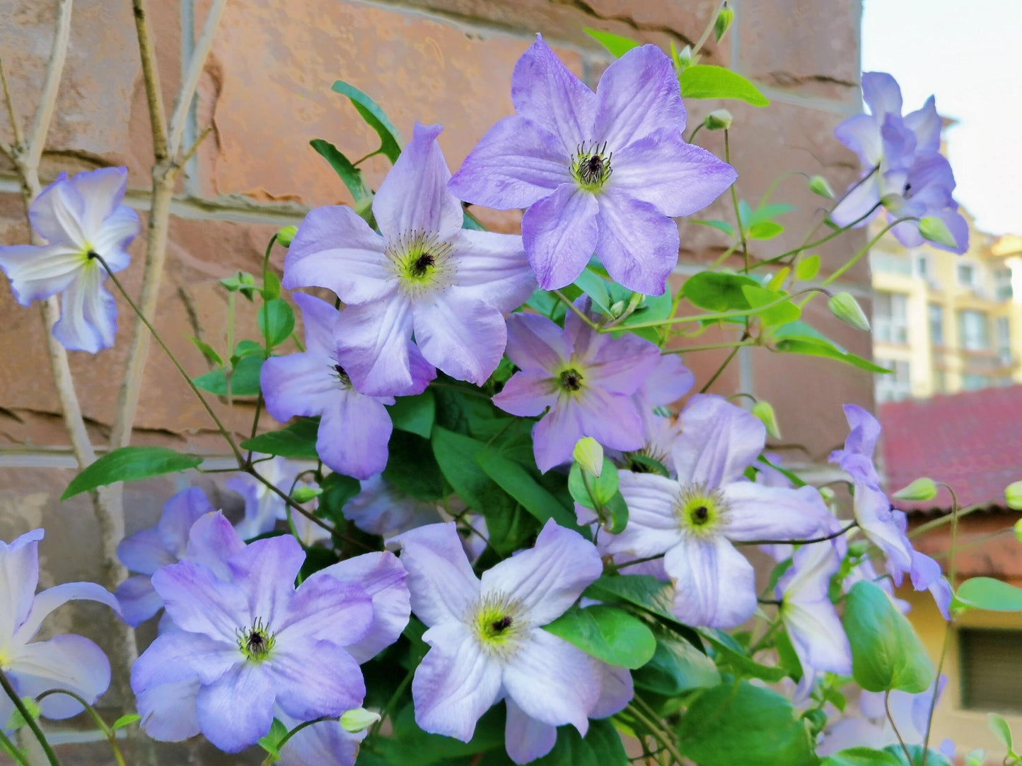 Clematis ‘’Sea Breeze|海风‘’