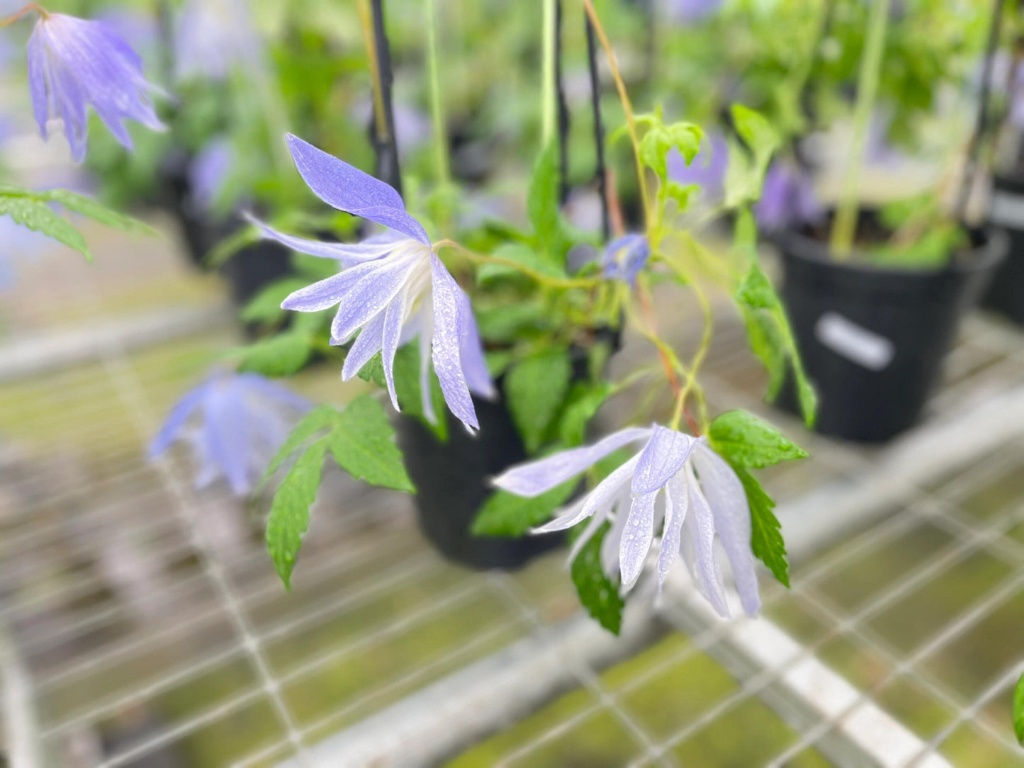 Clematis ‘’Maidwell Hall|梅德维尔‘’