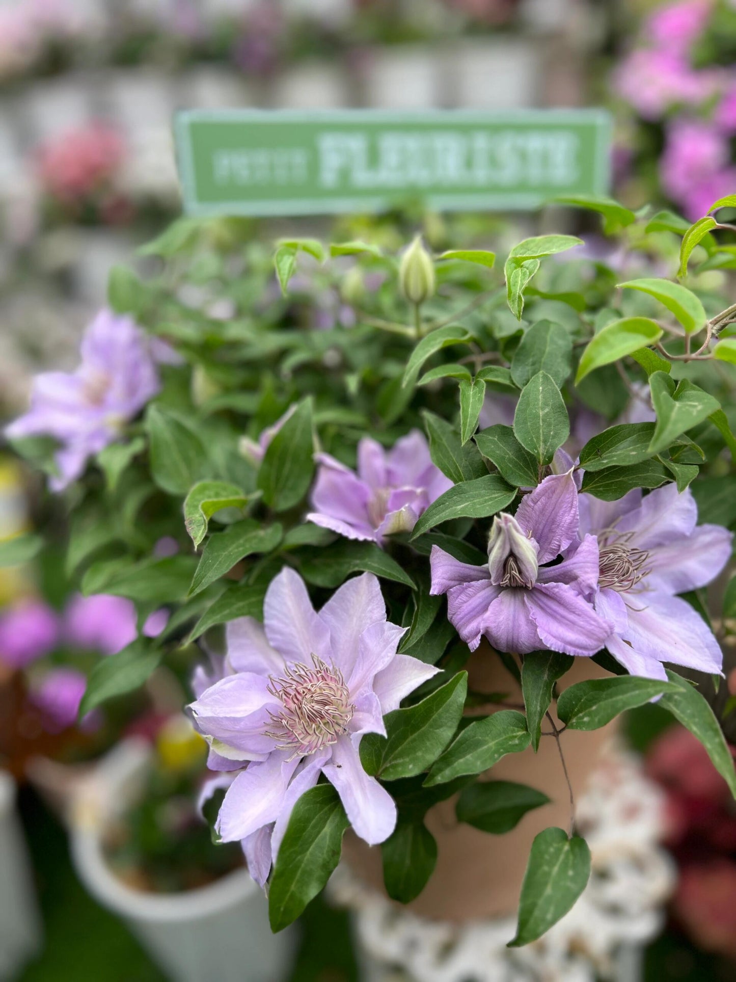 Clematis ‘’Filigree|金银丝/ 故里‘’