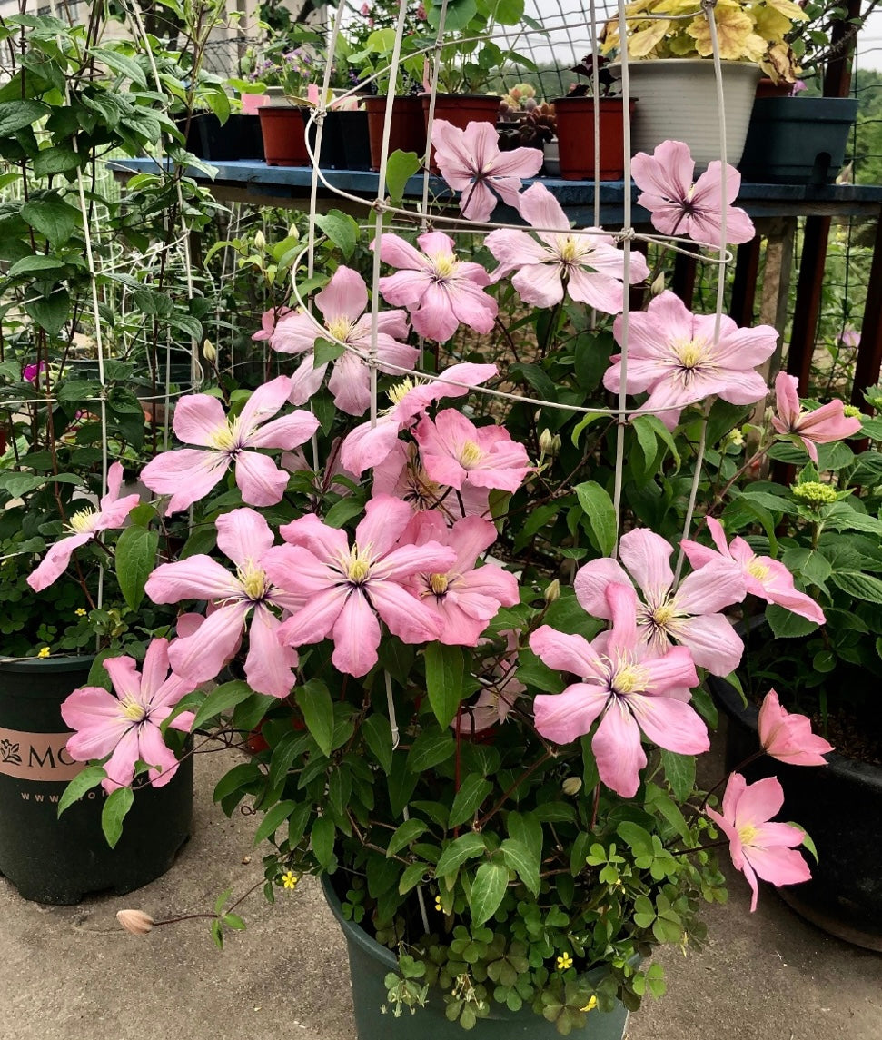 Clematis ‘’Ai-nor|爱诺露‘’