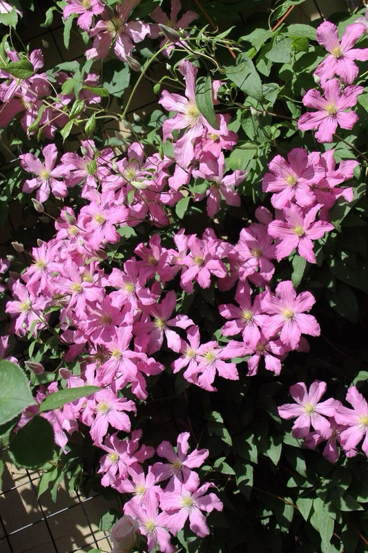 Clematis ‘’Comtesse de Bouchaud| 包查德 女侯爵‘’