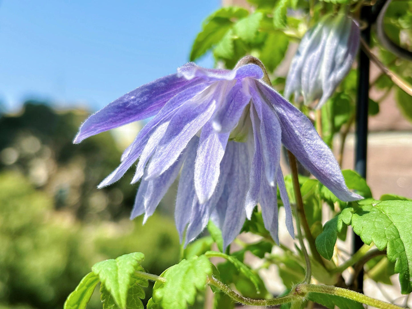 Clematis ‘’Maidwell Hall|梅德维尔‘’