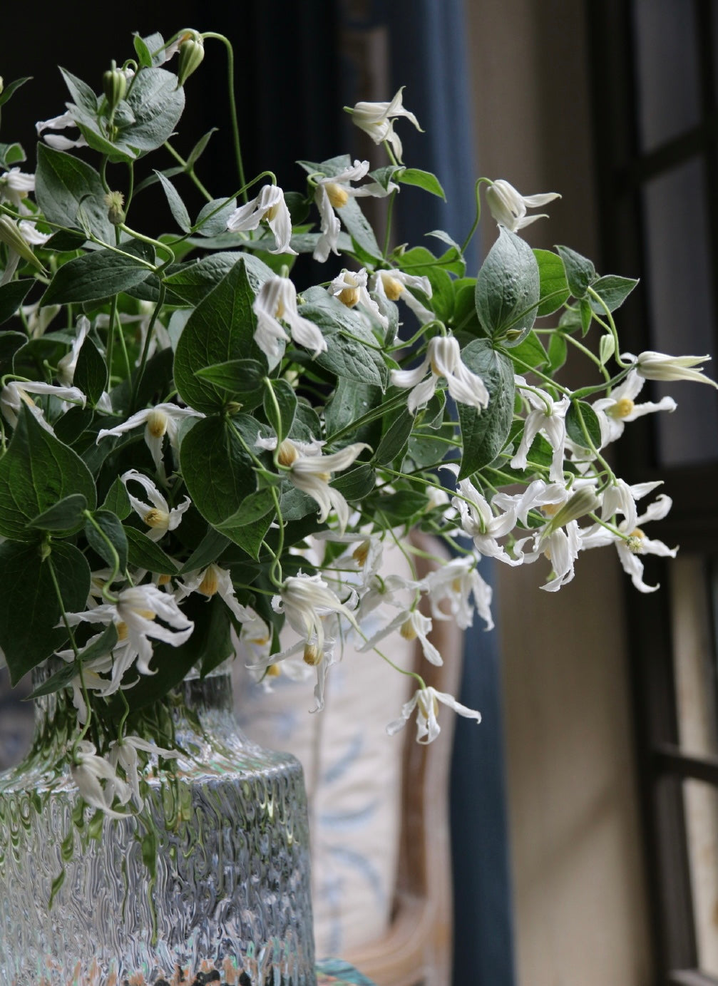 Jasmine Clematis ''Hakuree | ハクレイ| 白麗| 哈库里''