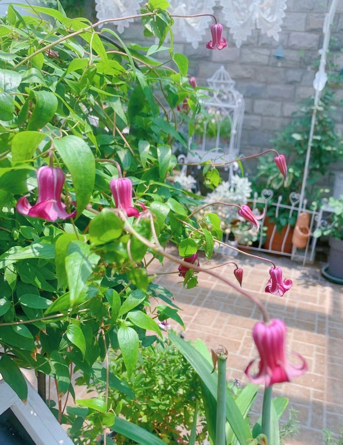 Clematis ‘’Princess Red| 绯红公主‘’