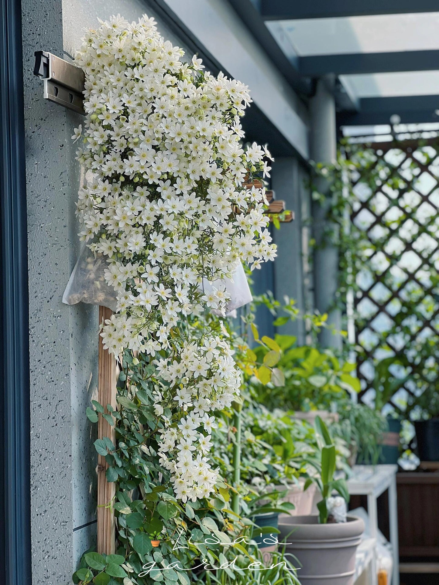 Clematis ‘’Joe|银币‘’