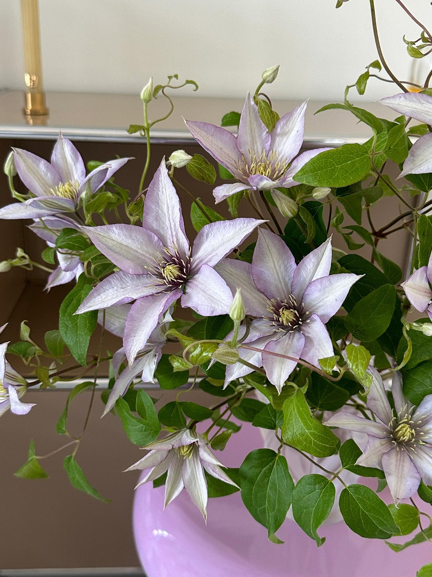 Clematis ‘’Samaritan Jo| 撒马利亚乔‘’