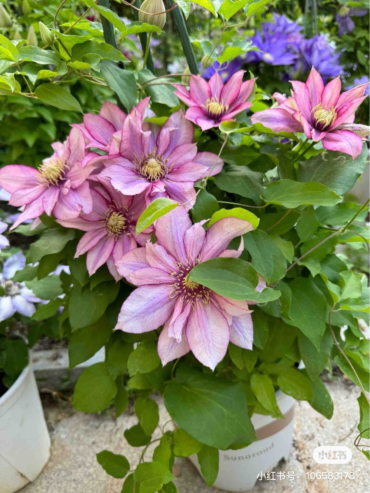 Clematis ‘’Paradiso| 天堂|帕拉迪索‘’
