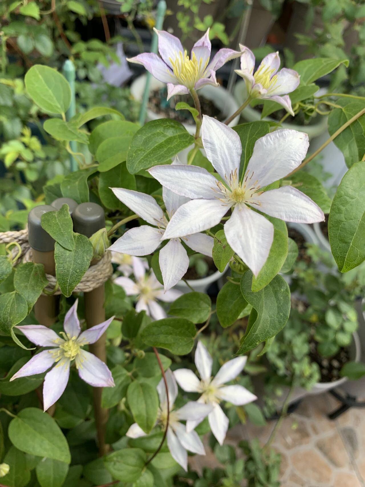 Clematis ‘’Samaritan Jo| 撒马利亚乔‘’