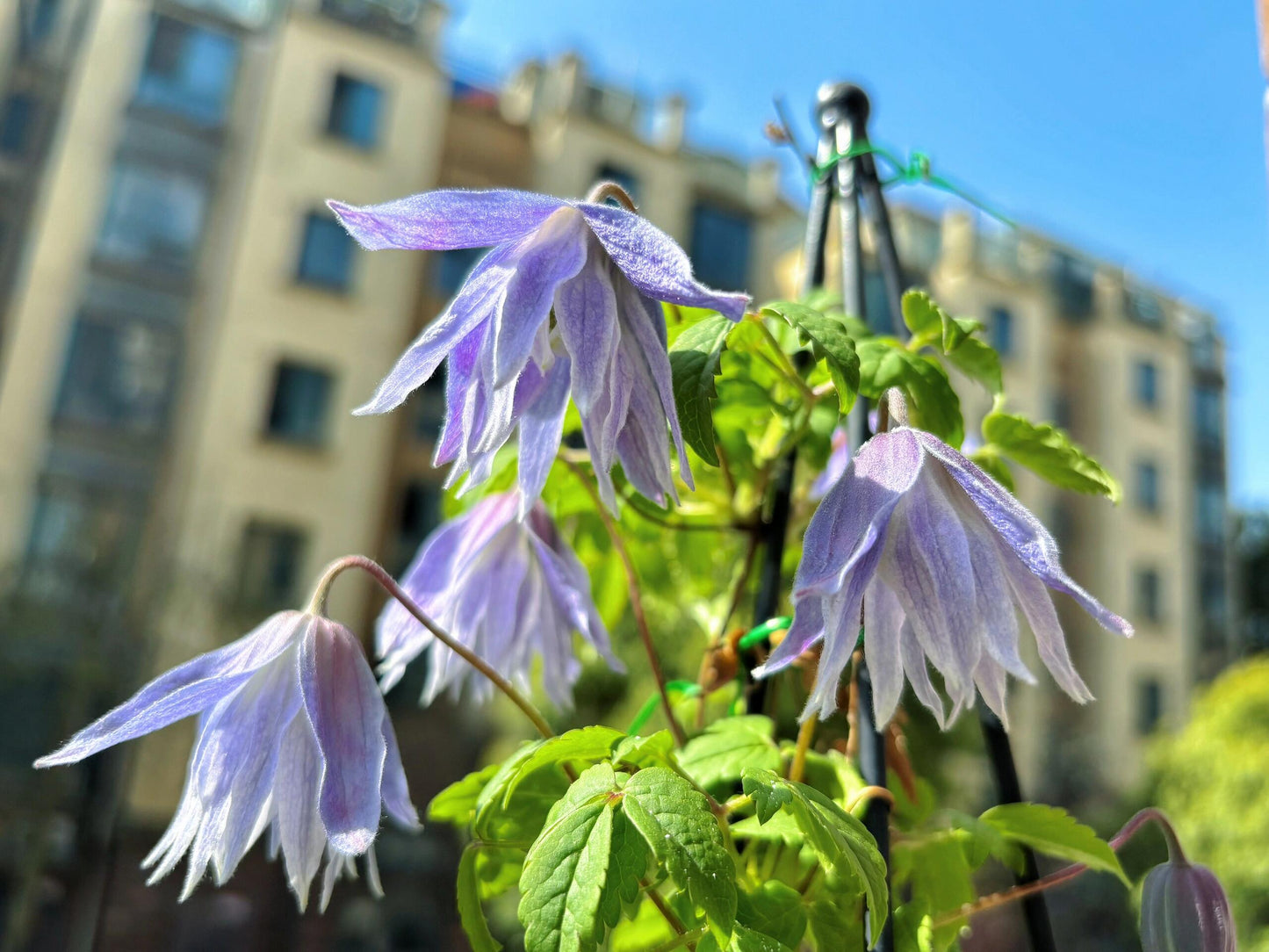 Clematis ‘’Maidwell Hall|梅德维尔‘’