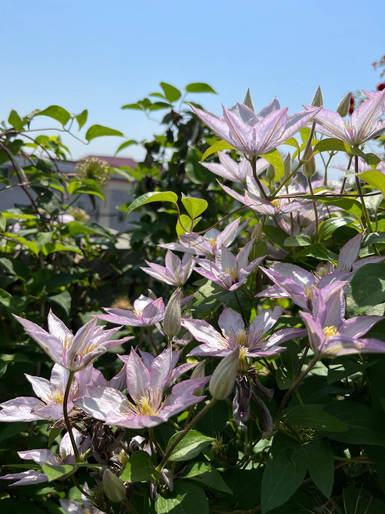 Clematis ‘’Samaritan Jo| 撒马利亚乔‘’