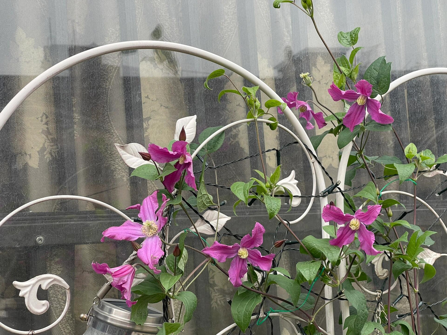 Clematis ‘’Inspiration|灵感‘’