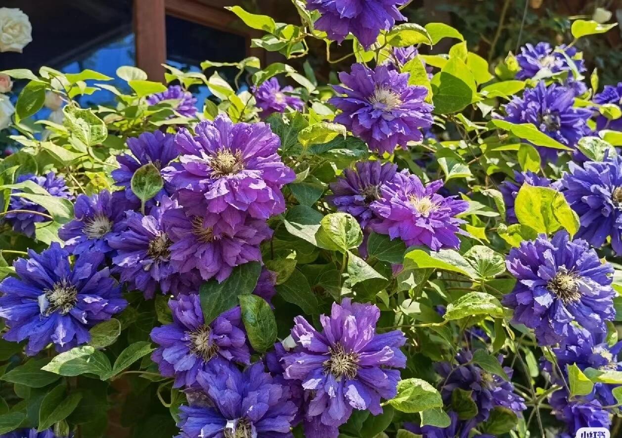 Clematis ‘’Kiri Te Kanawa|- LivePlant|卡瓦娜‘’