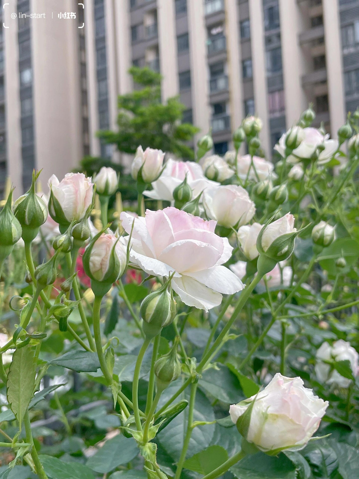 Rose【Vesalius】-1.5 Gal OwnRoot LivePlant|Prolific Bloomer|Abundant Blooms|Strong Fragrance|萨维里|Bun-shaped Petals|Tall Growth|Upright Habit
