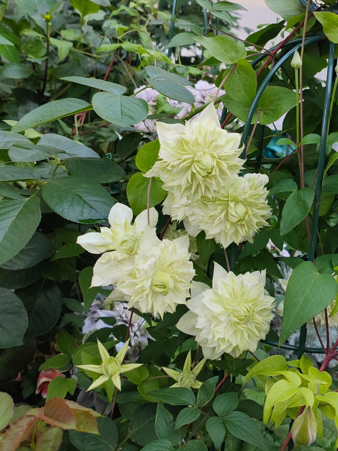 Clematis ‘’Peppermint|ミント| 薄荷‘’