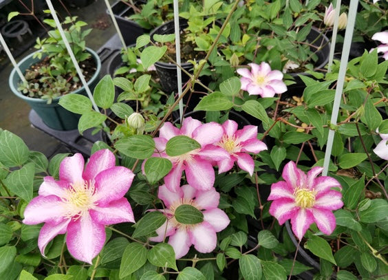 Clematis ''八つ橋|Yatsuhashi |八桥''