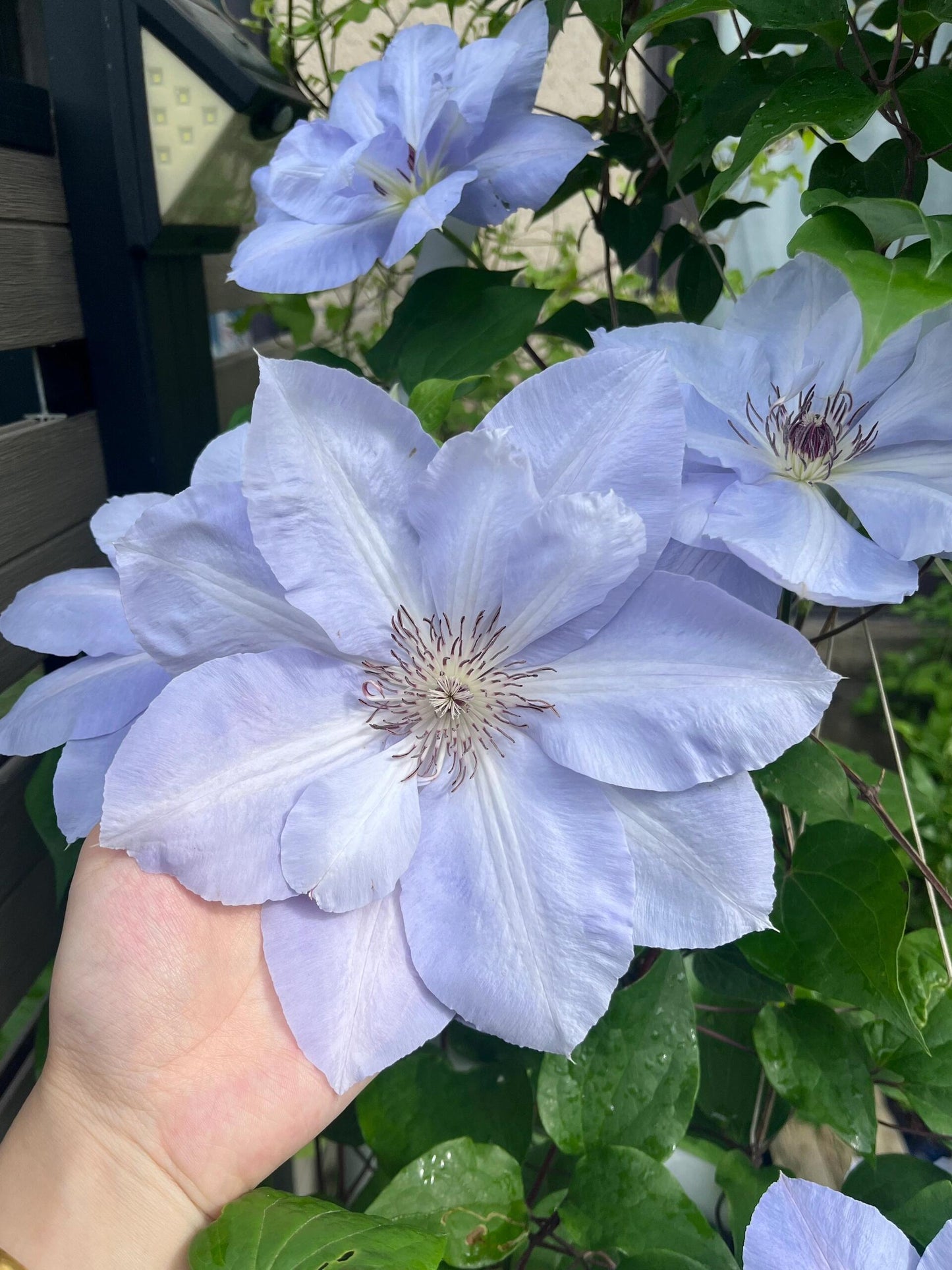 Clematis ‘’Blue Cotillion|蓝色龙沙舞‘’