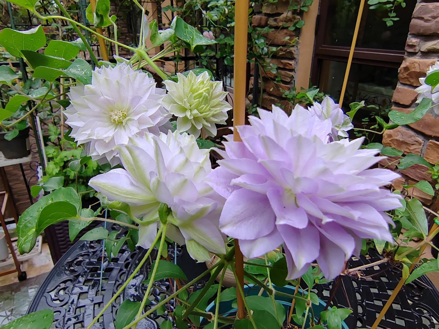 Clematis ''Ruriokoshi |ルリオコシ| 琉璃''
