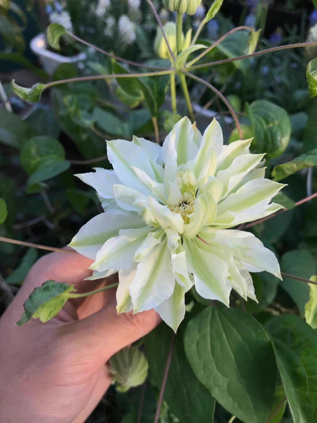 Clematis ‘’Shiko Yukiokoshi|ゆきおこし|雪妆‘’