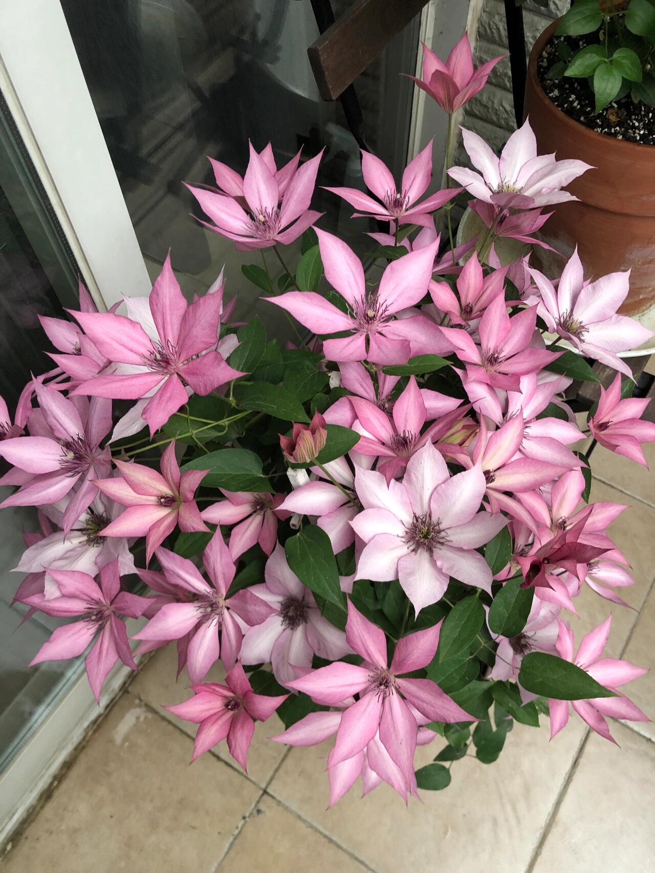 Clematis ''Giselle |吉赛尔''