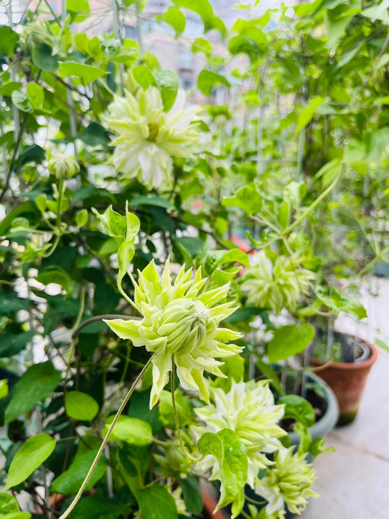 Clematis - ‘’Sen no kaze|千の風|风之森林‘’
