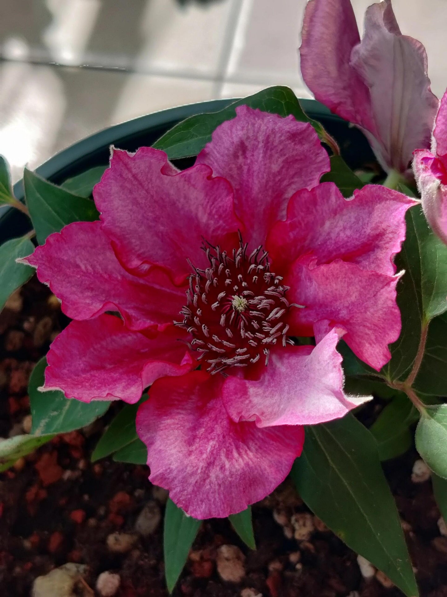 Dwarf Clematis ‘’Luiza|ルイーザ|路易莎‘’